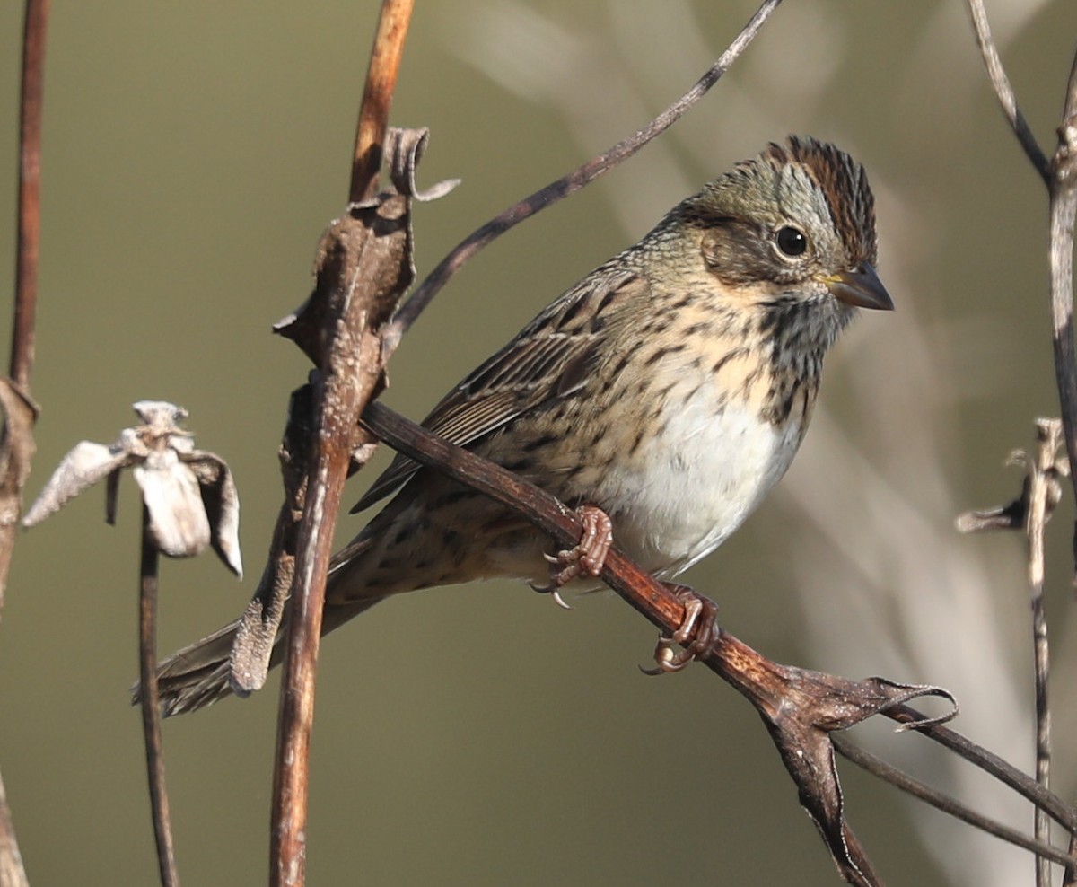 Lincoln's Sparrow - ML643229733