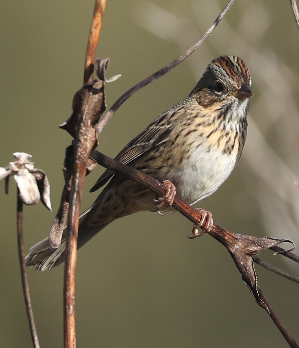 Lincoln's Sparrow - ML643229734