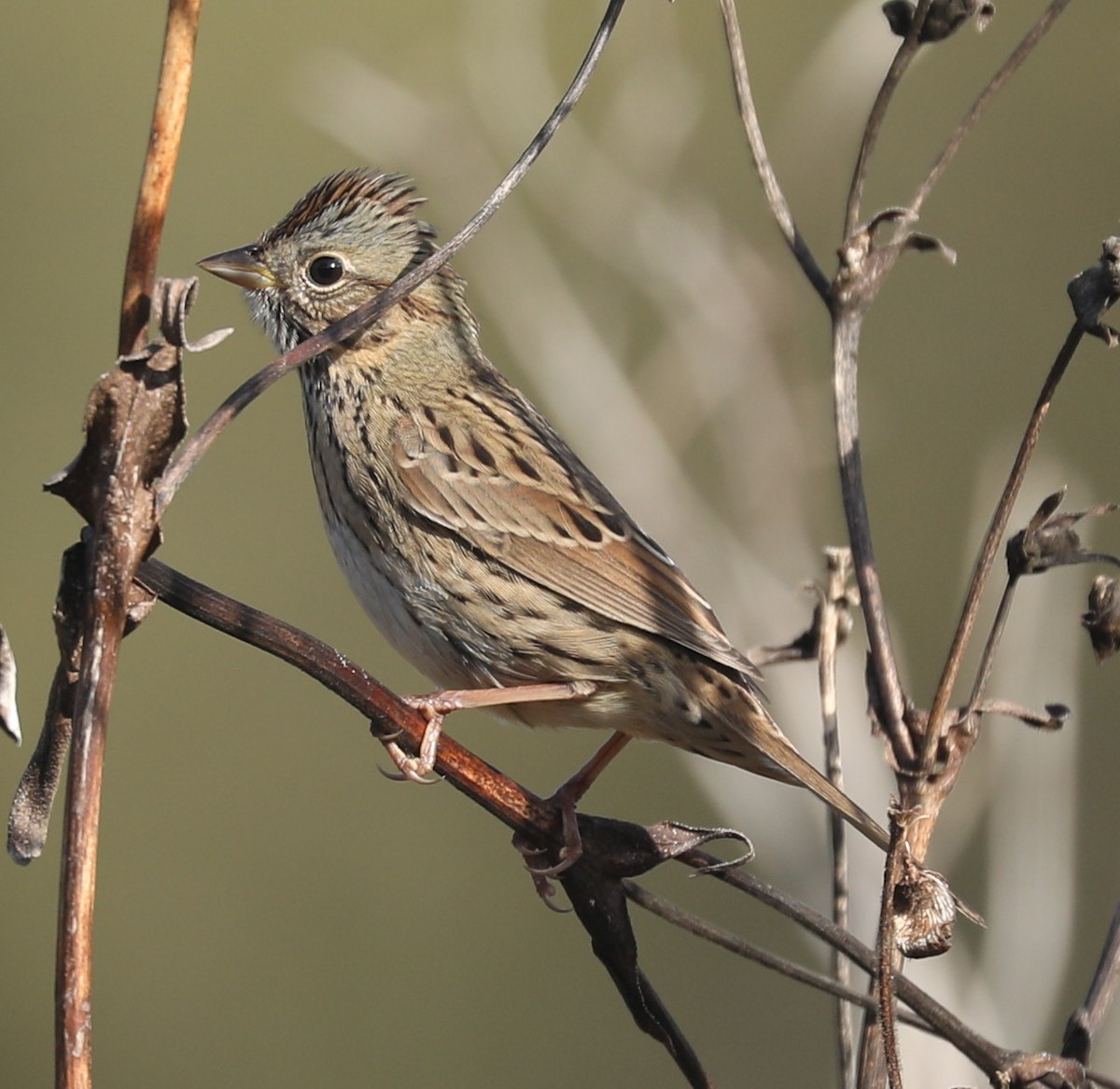 Lincoln's Sparrow - ML643229735