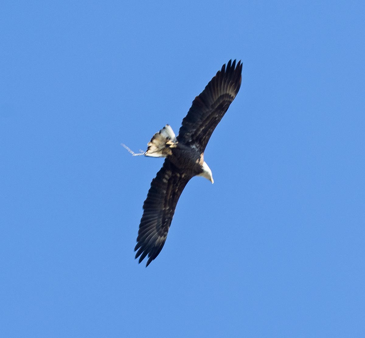 Bald Eagle - ML643229762