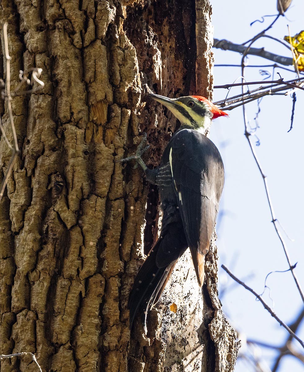 Pileated Woodpecker - ML643229770