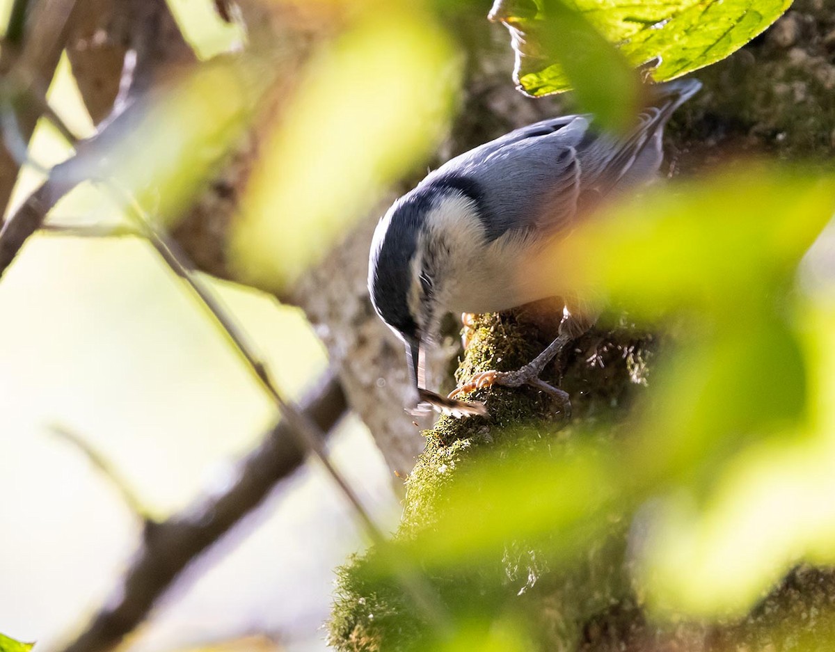 White-breasted Nuthatch - ML643229778