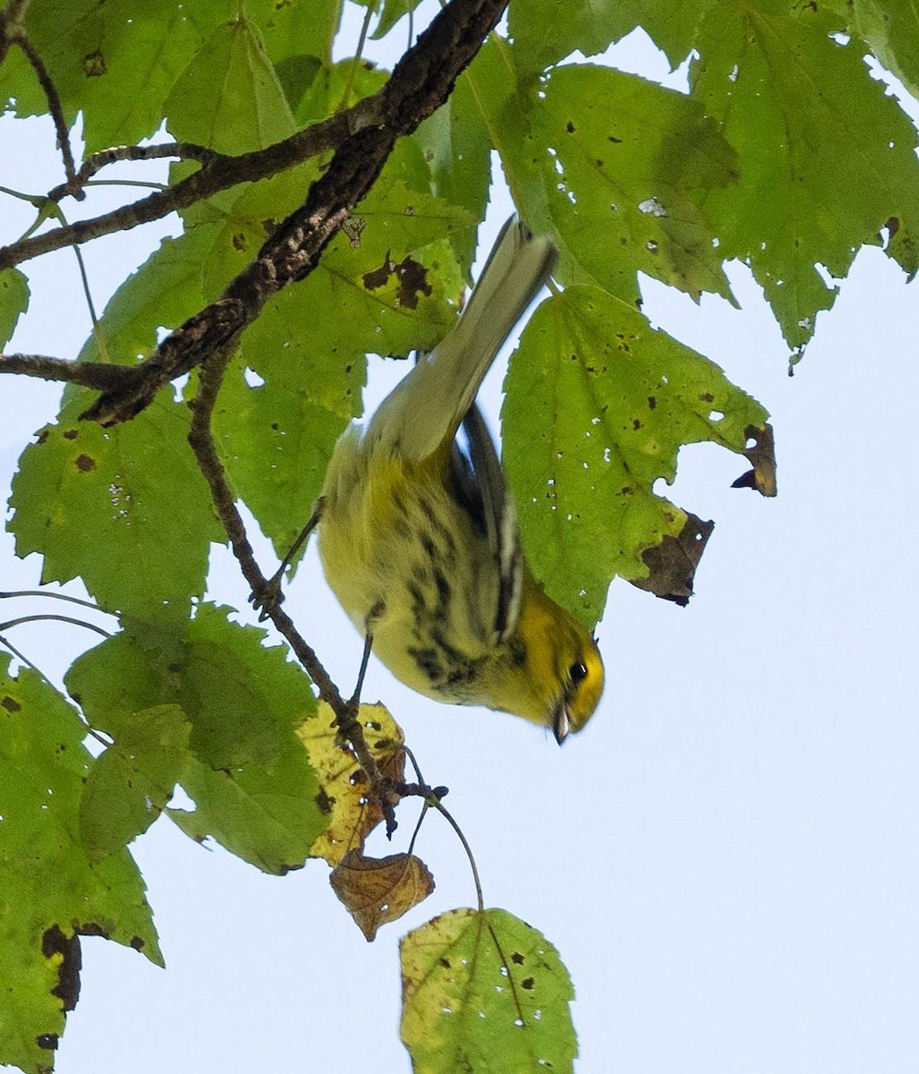 Black-throated Green Warbler - ML643229780