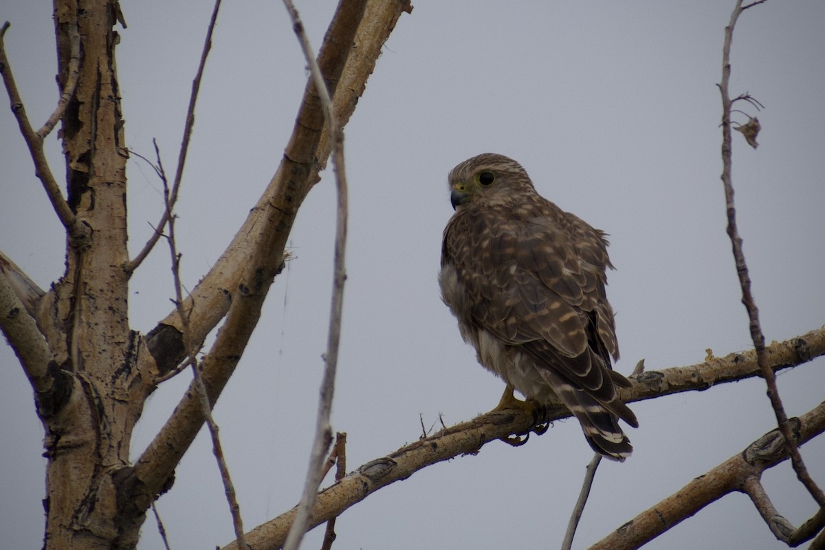 Merlin - ML643229784