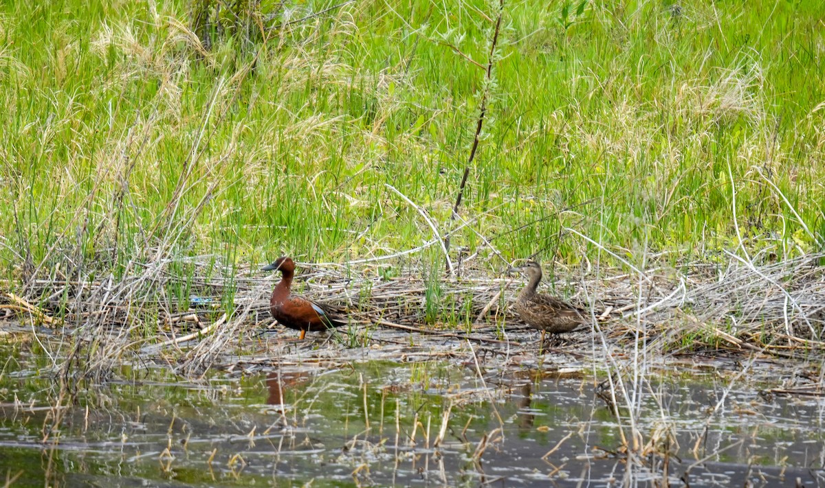 アカシマアジ - ML643229788