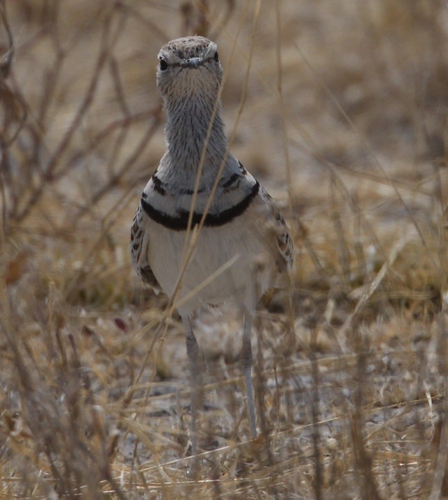 Double-banded Courser - ML643229853