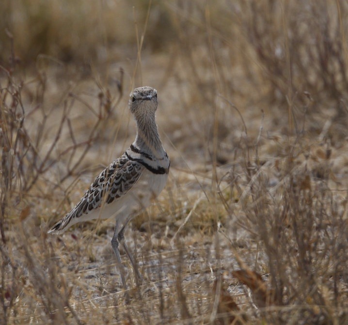 Double-banded Courser - ML643229857