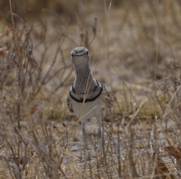 Double-banded Courser - ML643229859