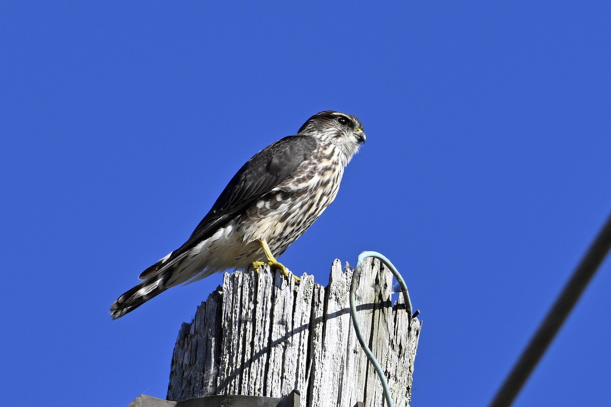 Merlin - ML643229868
