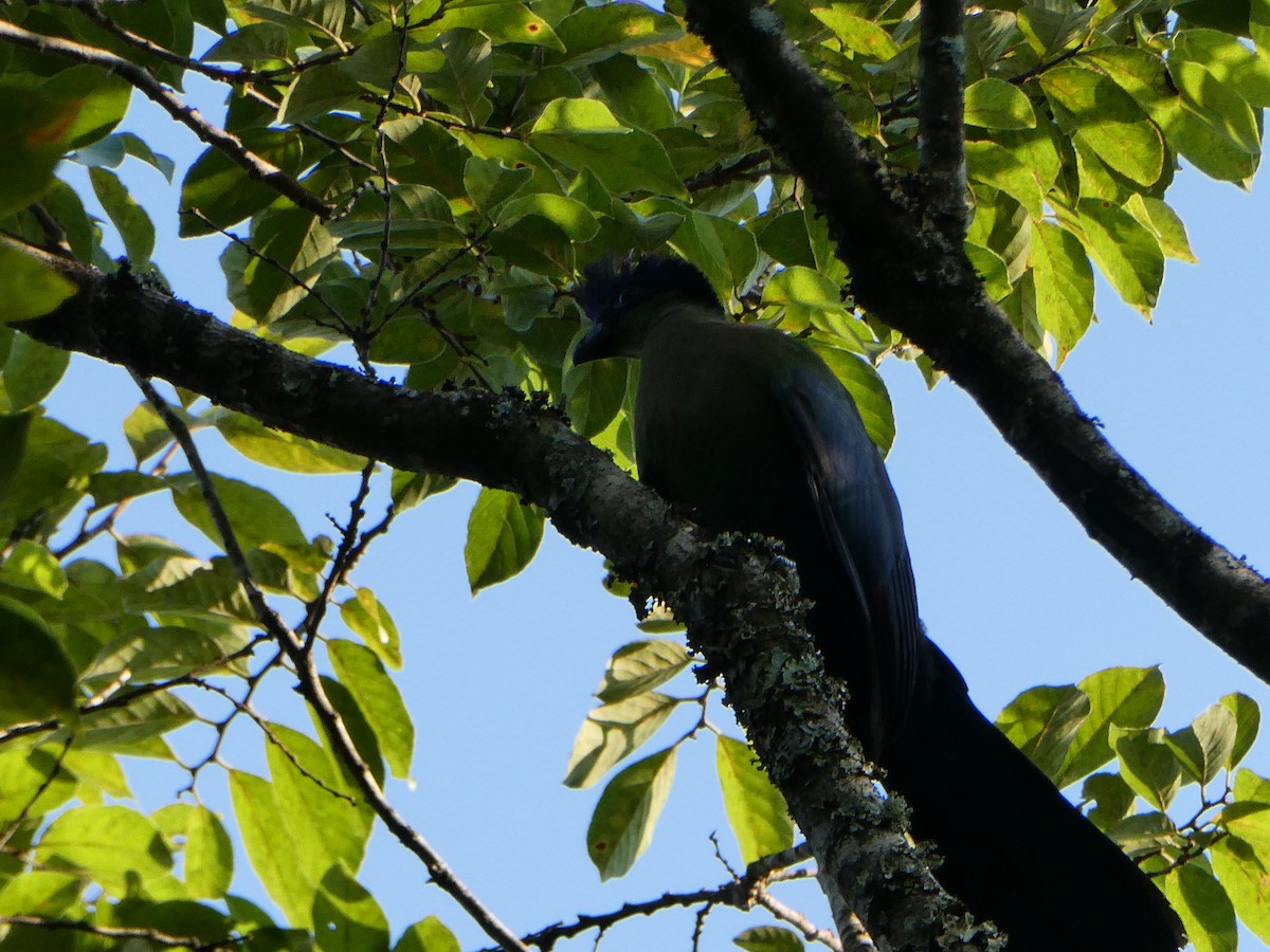 Purple-crested Turaco - ML643229869