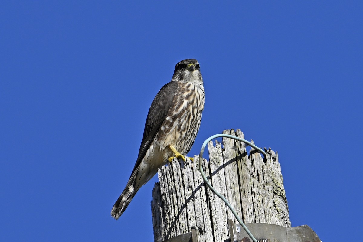 Merlin - ML643229875