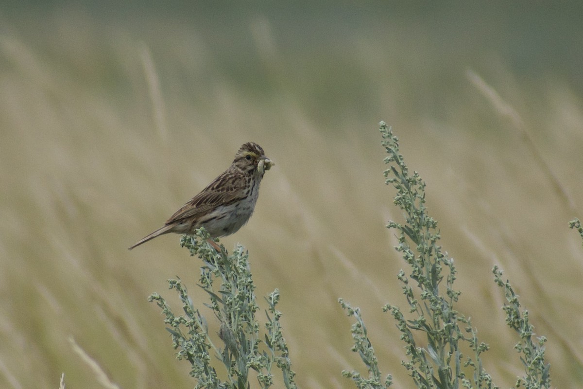 Savannah Sparrow - ML643229879