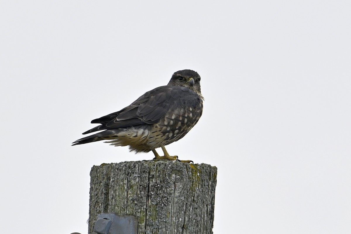 Merlin - ML643229894