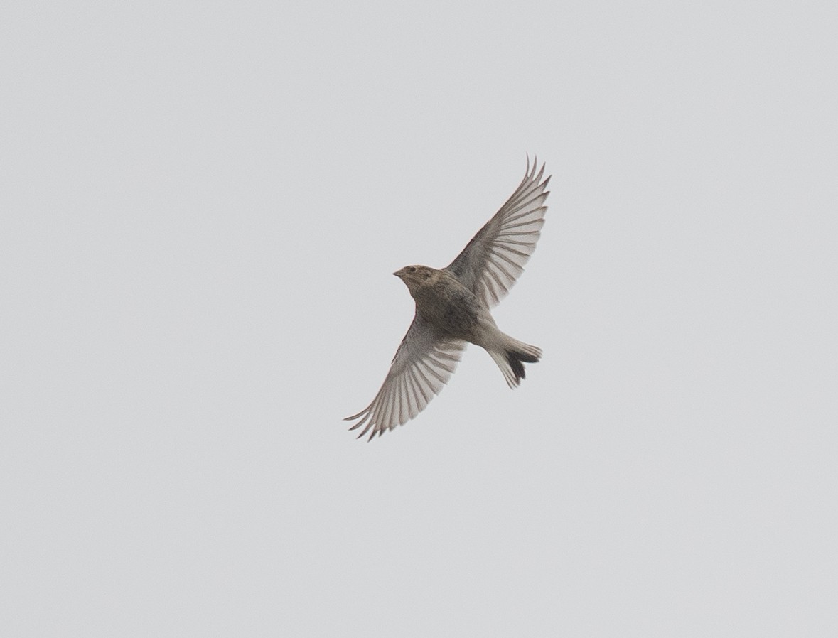 アカエリツメナガホオジロ - ML643229898
