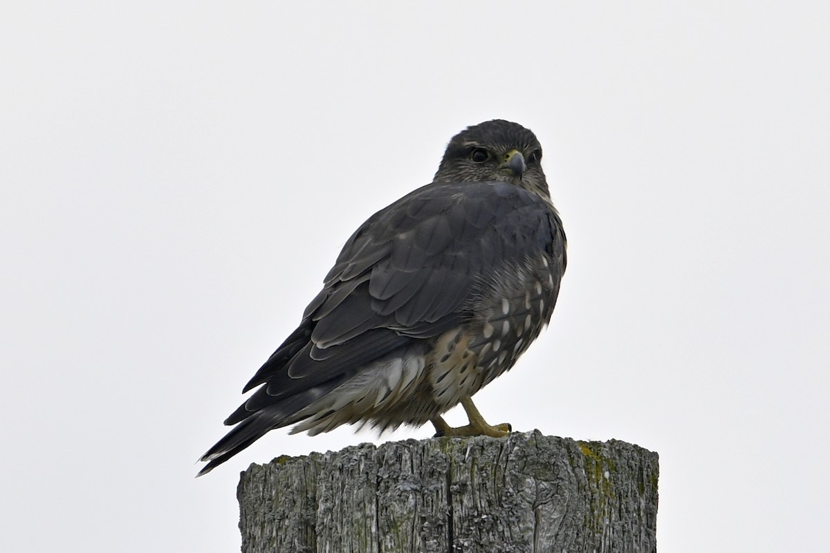 Merlin - ML643229901