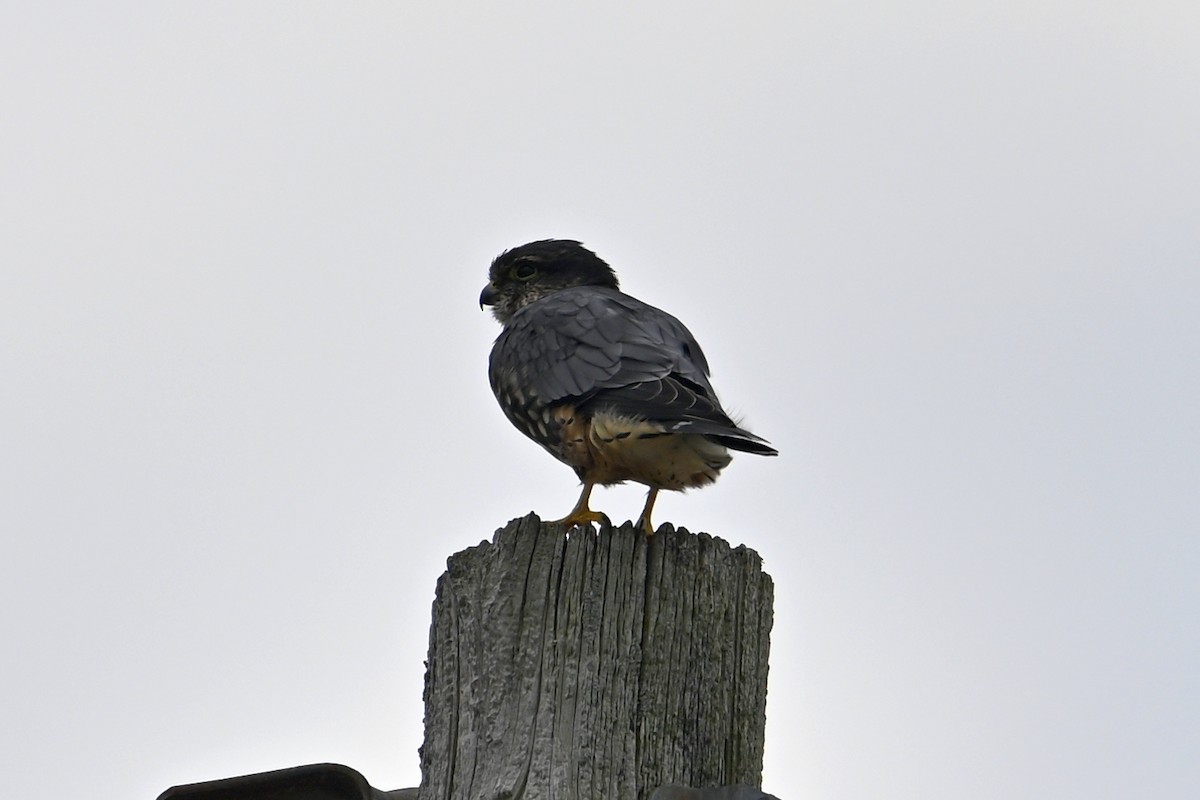 Merlin - ML643229903