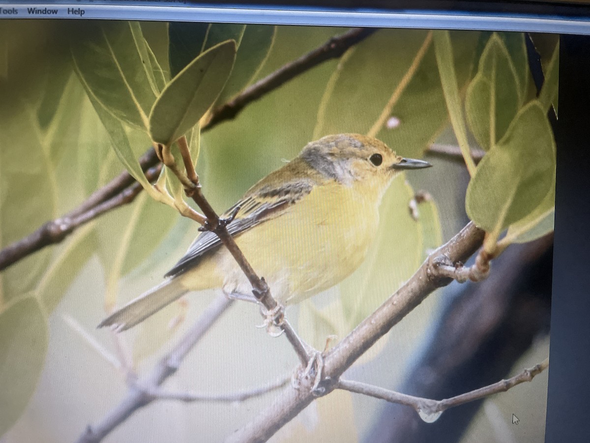 Northern/Mangrove Yellow Warbler - ML643229912