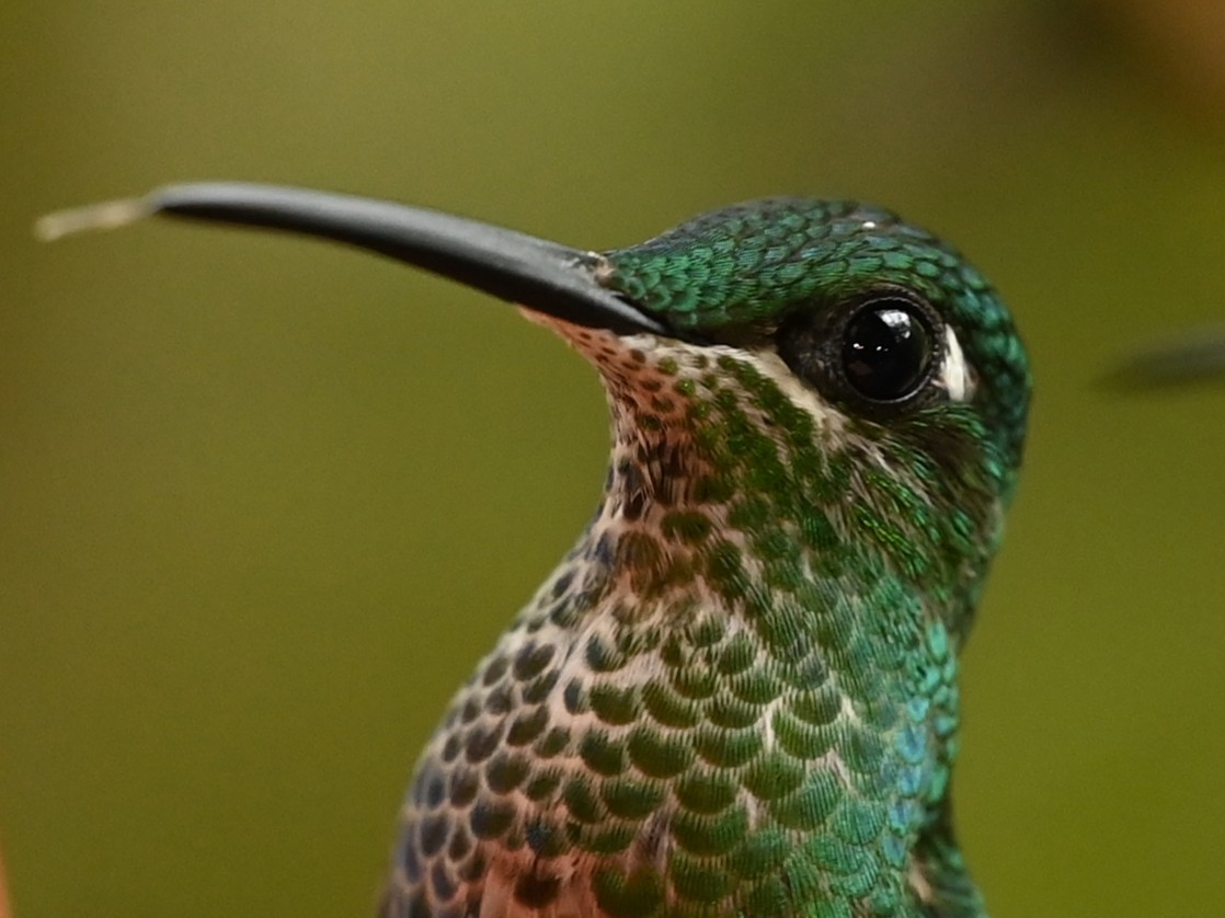 Grünstirn-Brillantkolibri - ML643229920