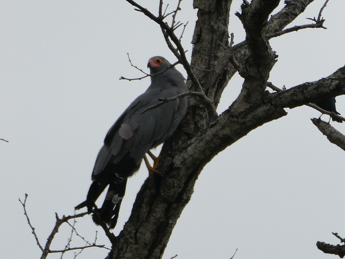 African Harrier-Hawk - ML643229924