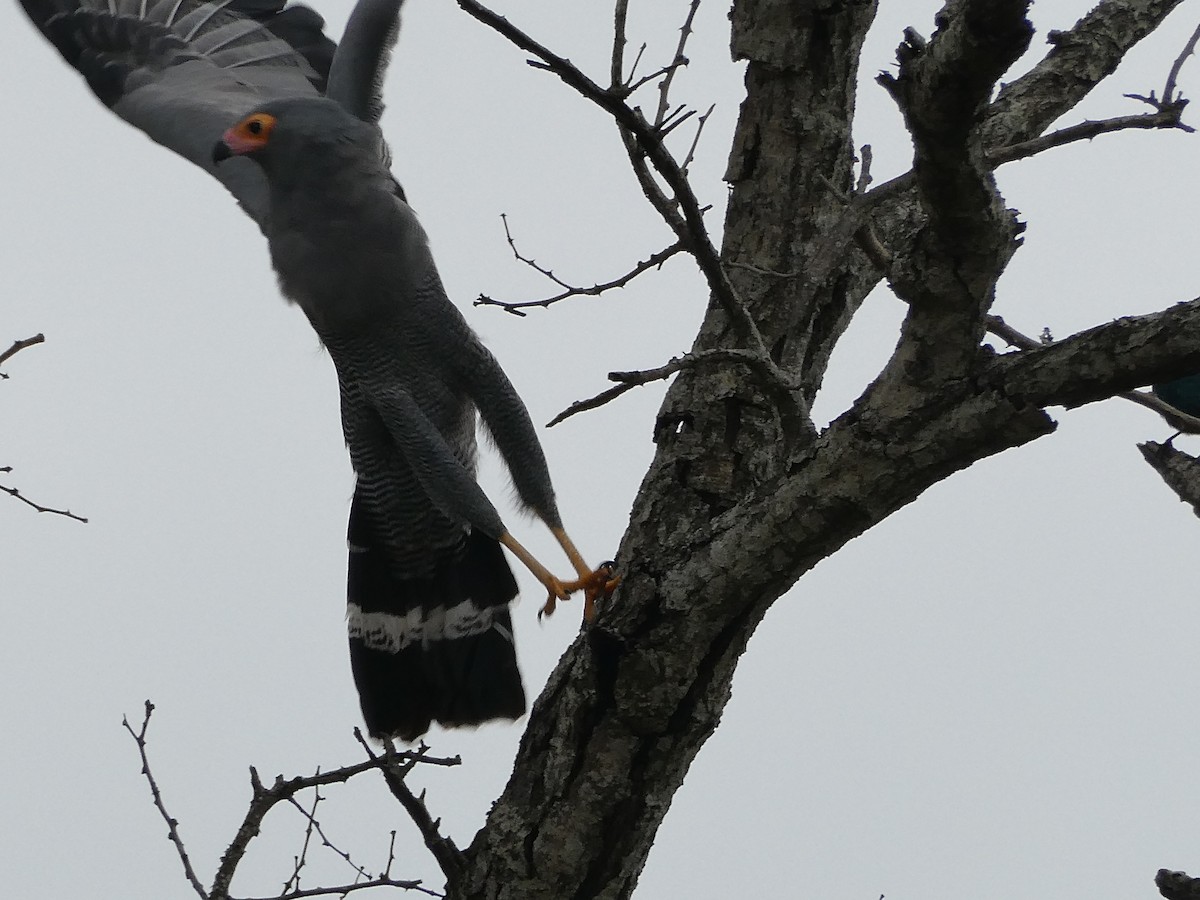 African Harrier-Hawk - ML643229925
