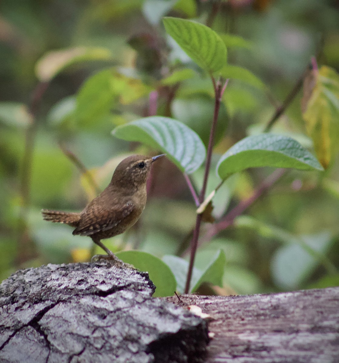 Pacific Wren - ML643229926