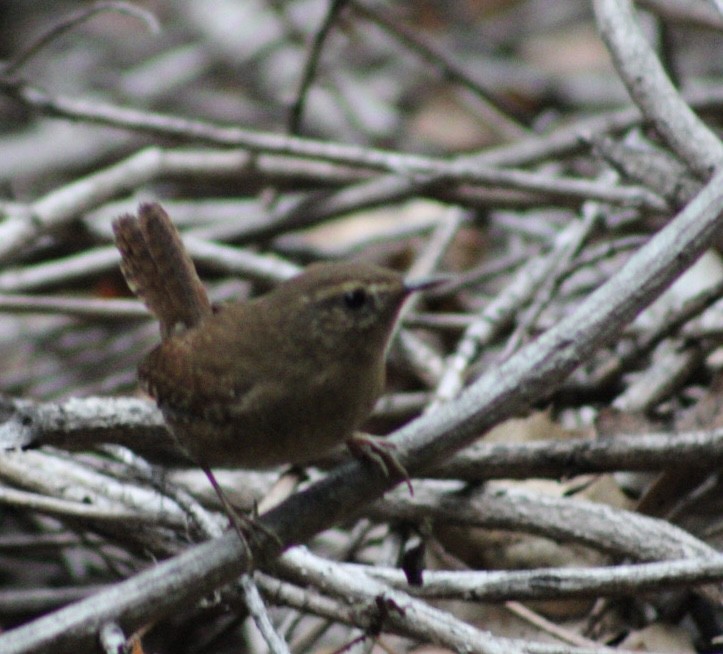 Pacific Wren - ML643229927