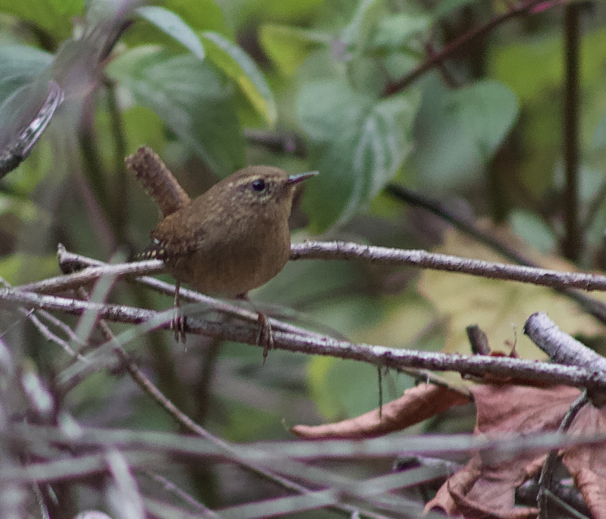 Pacific Wren - ML643229928
