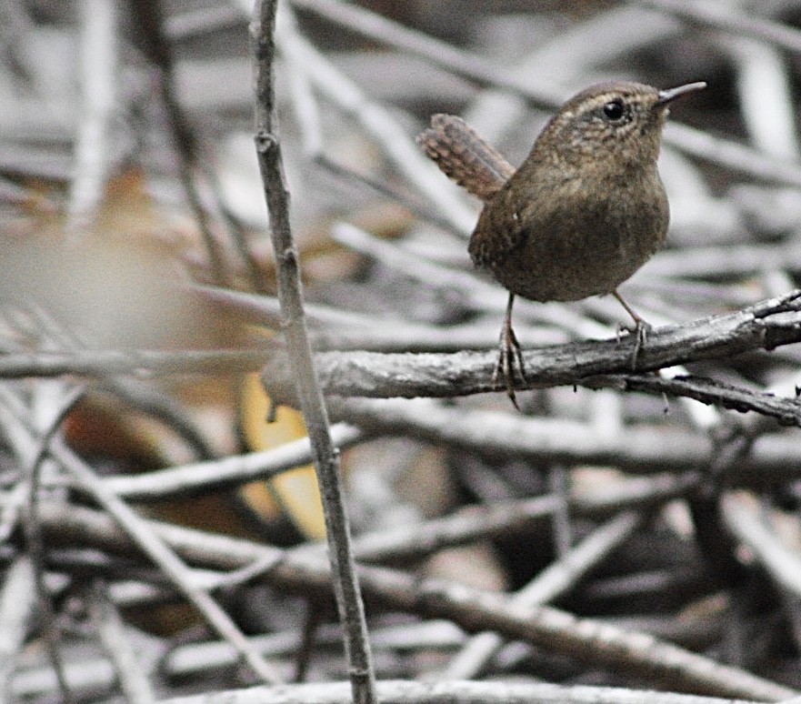 Pacific Wren - ML643229929