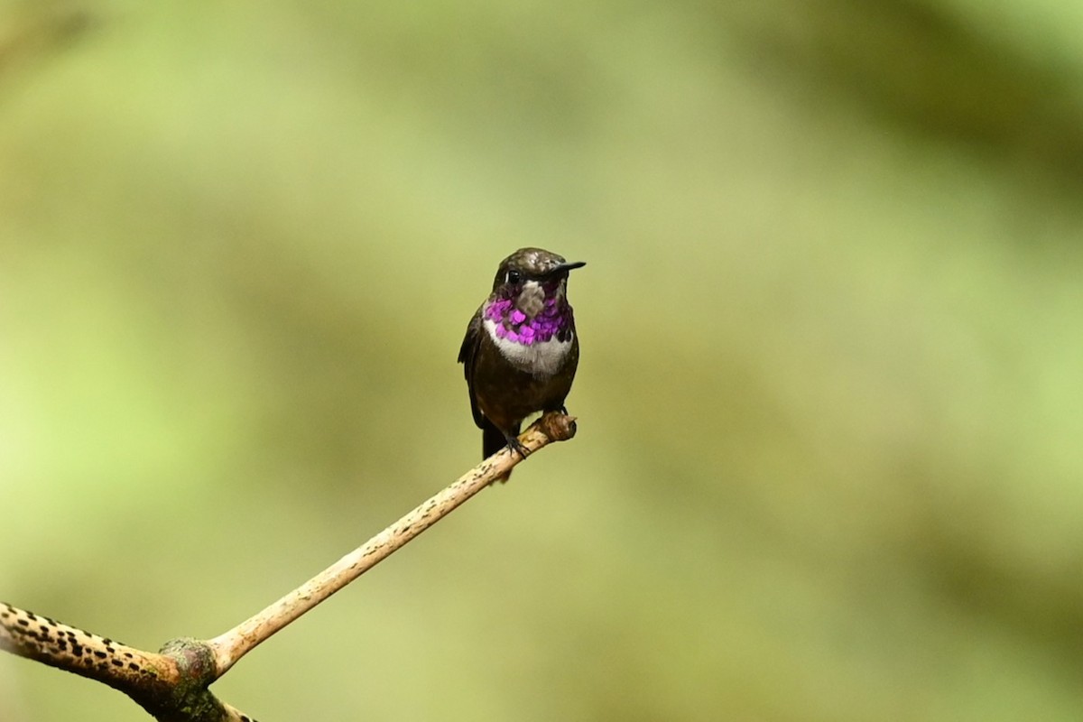 Purpurkehl-Sternkolibri - ML643229931