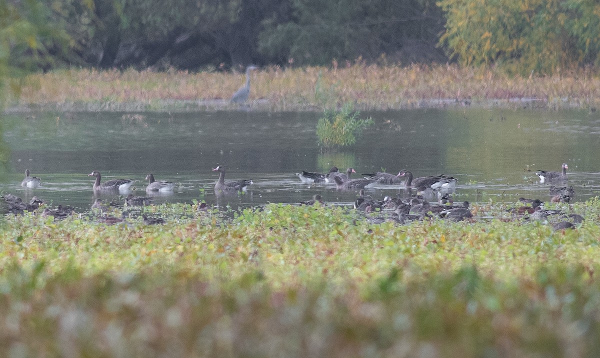 Greater White-fronted Goose - ML643229979