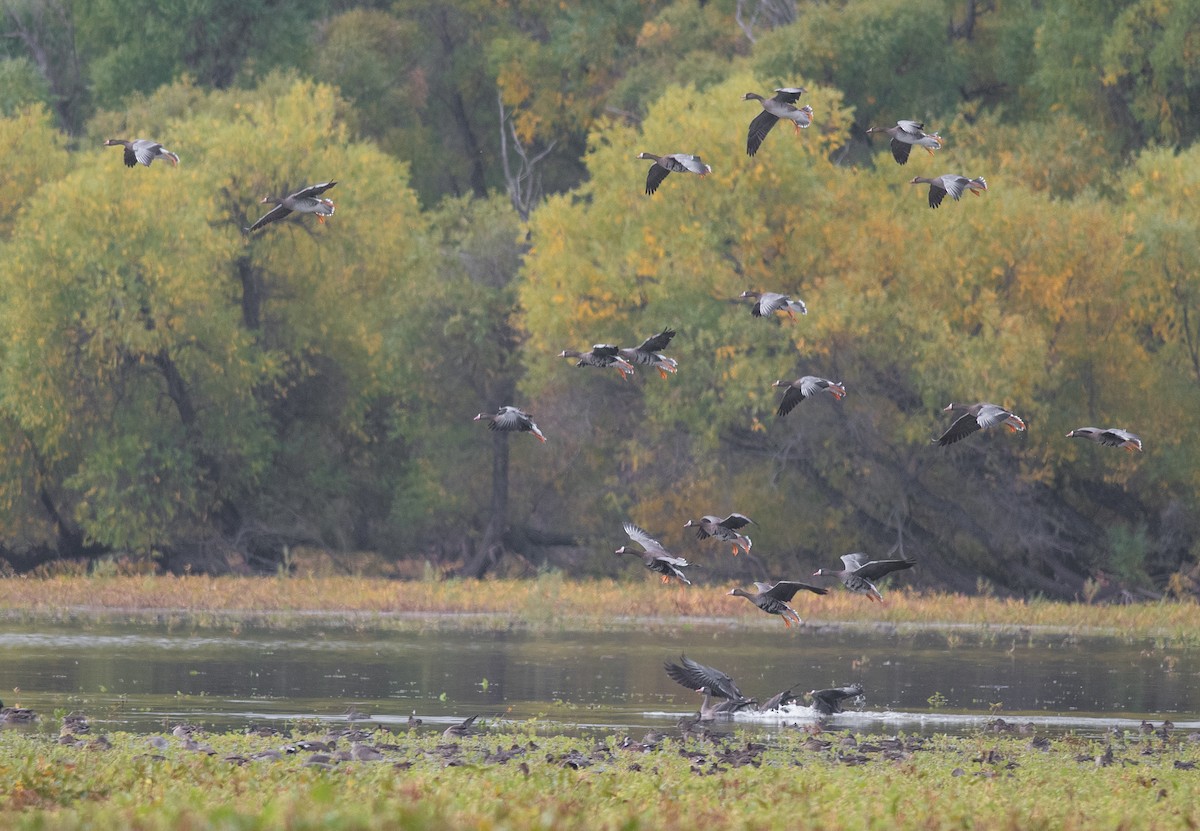 Greater White-fronted Goose - ML643229980