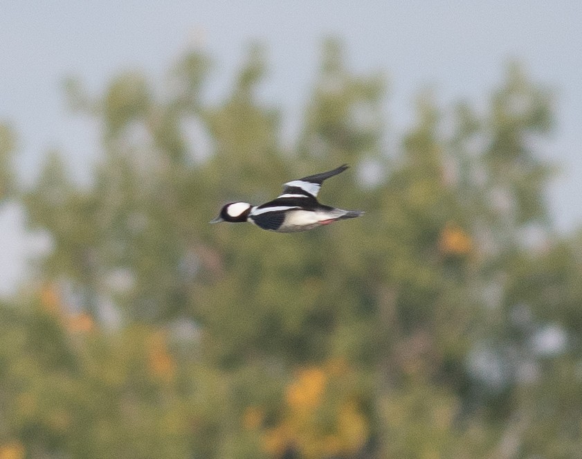 Bufflehead - ML643229989