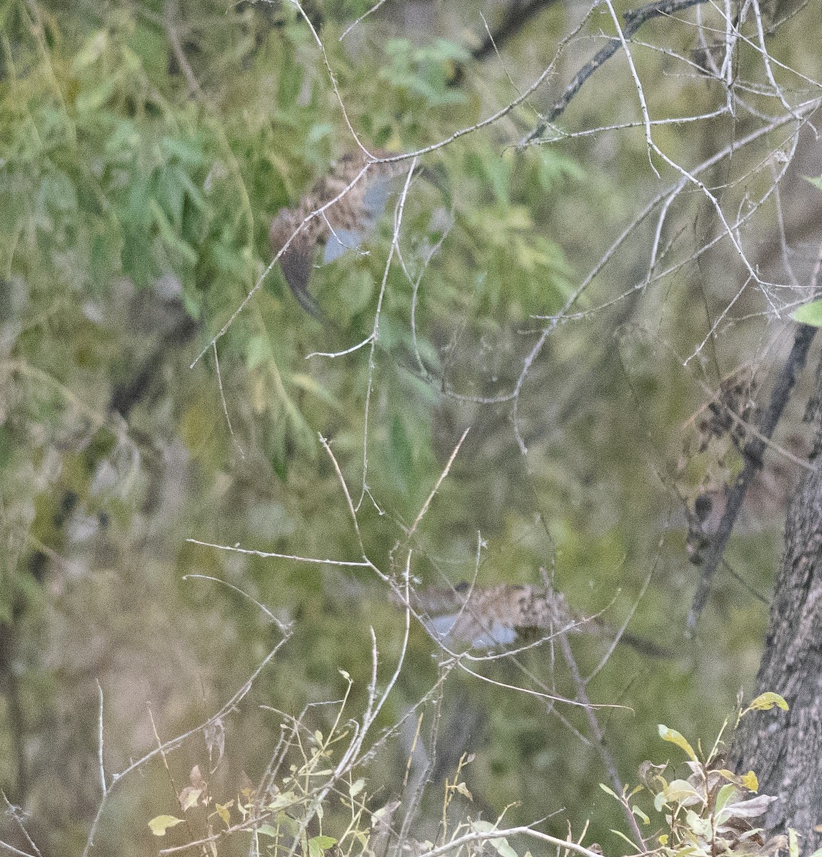 Northern Bobwhite - ML643229993