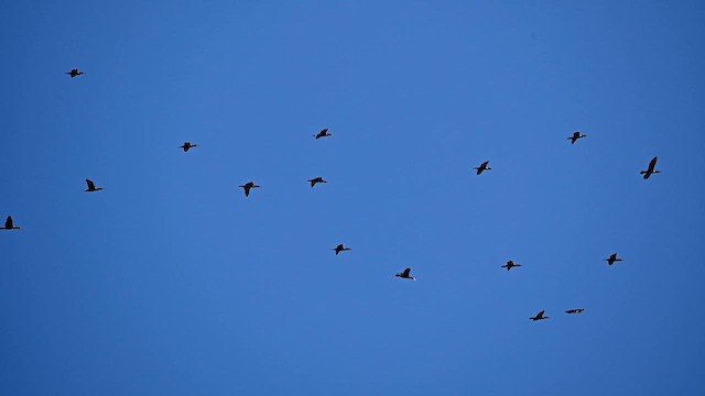 Double-crested Cormorant - ML643229998