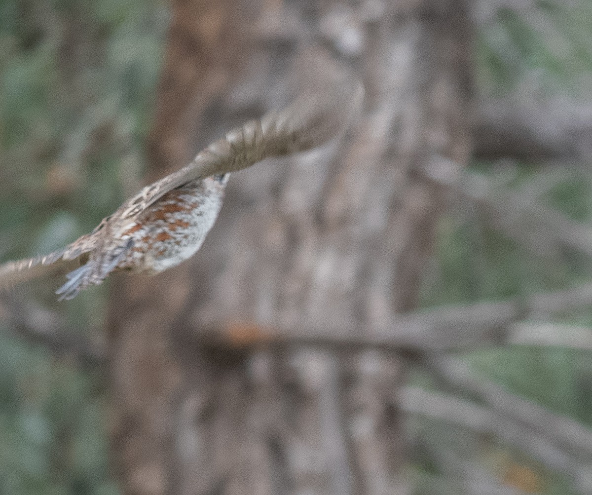 Northern Bobwhite - ML643230000