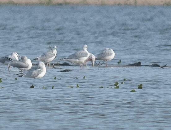 American Herring Gull - ML643230010