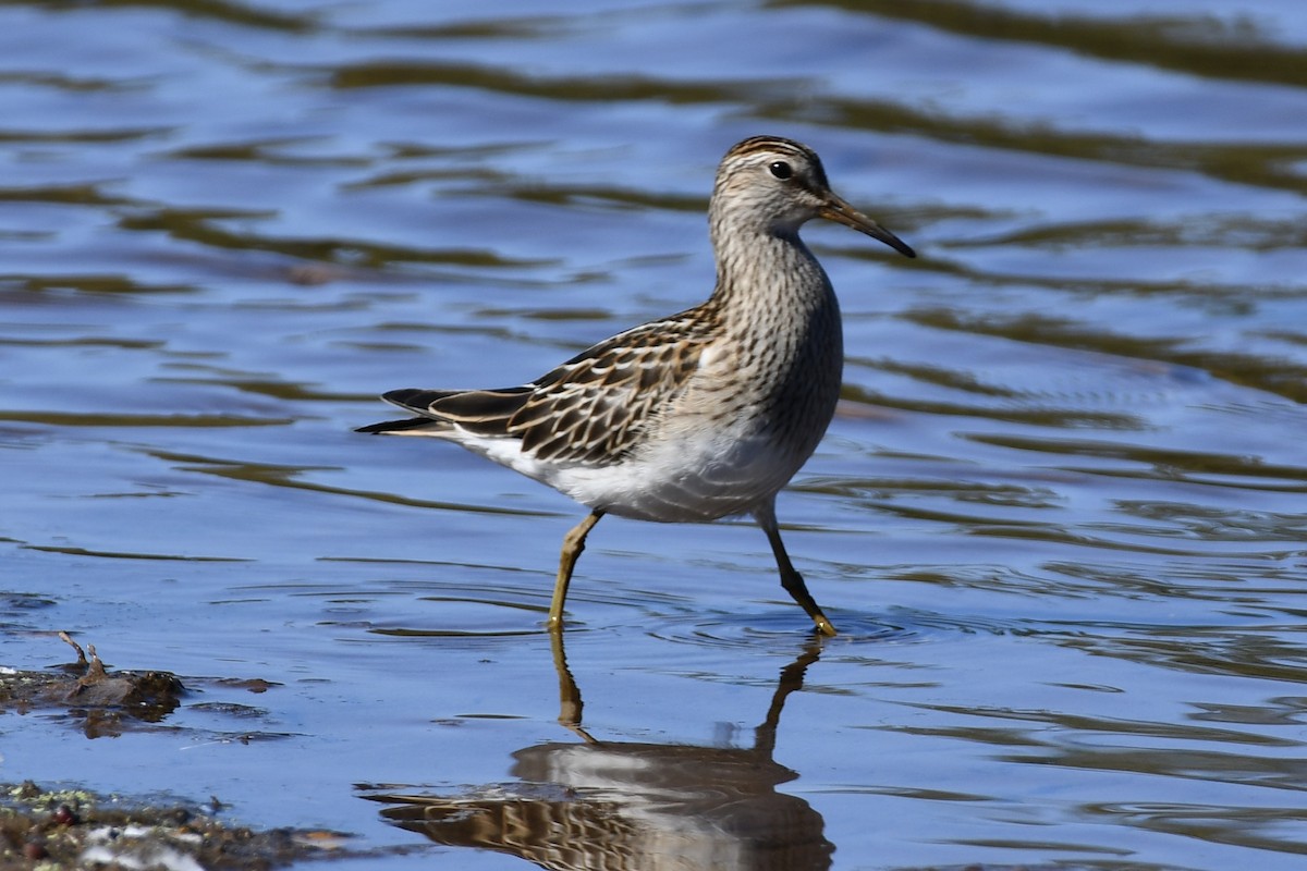 Pectoral Sandpiper - ML643230020