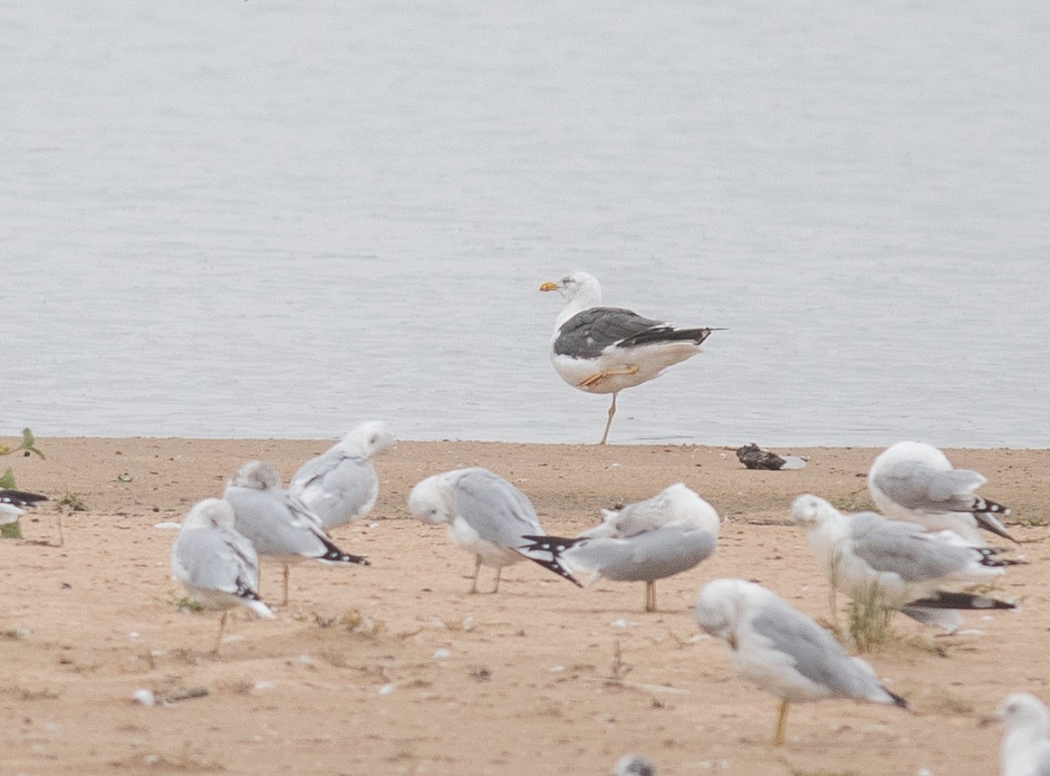 Lesser Black-backed Gull - ML643230021