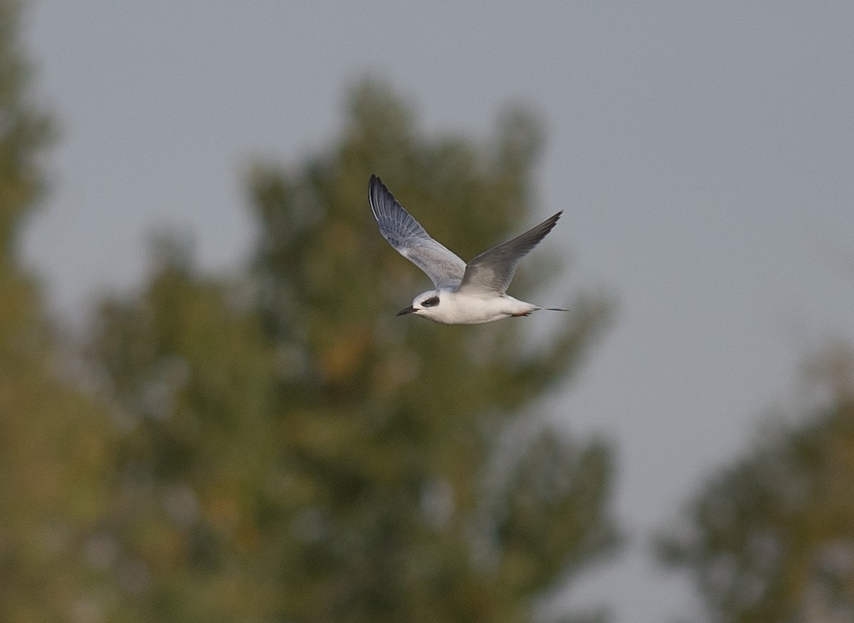 Forster's Tern - ML643230022