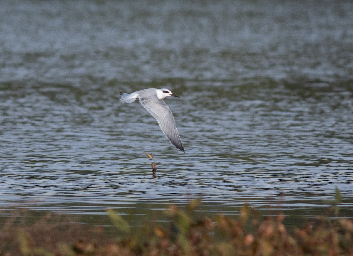 Forster's Tern - ML643230023