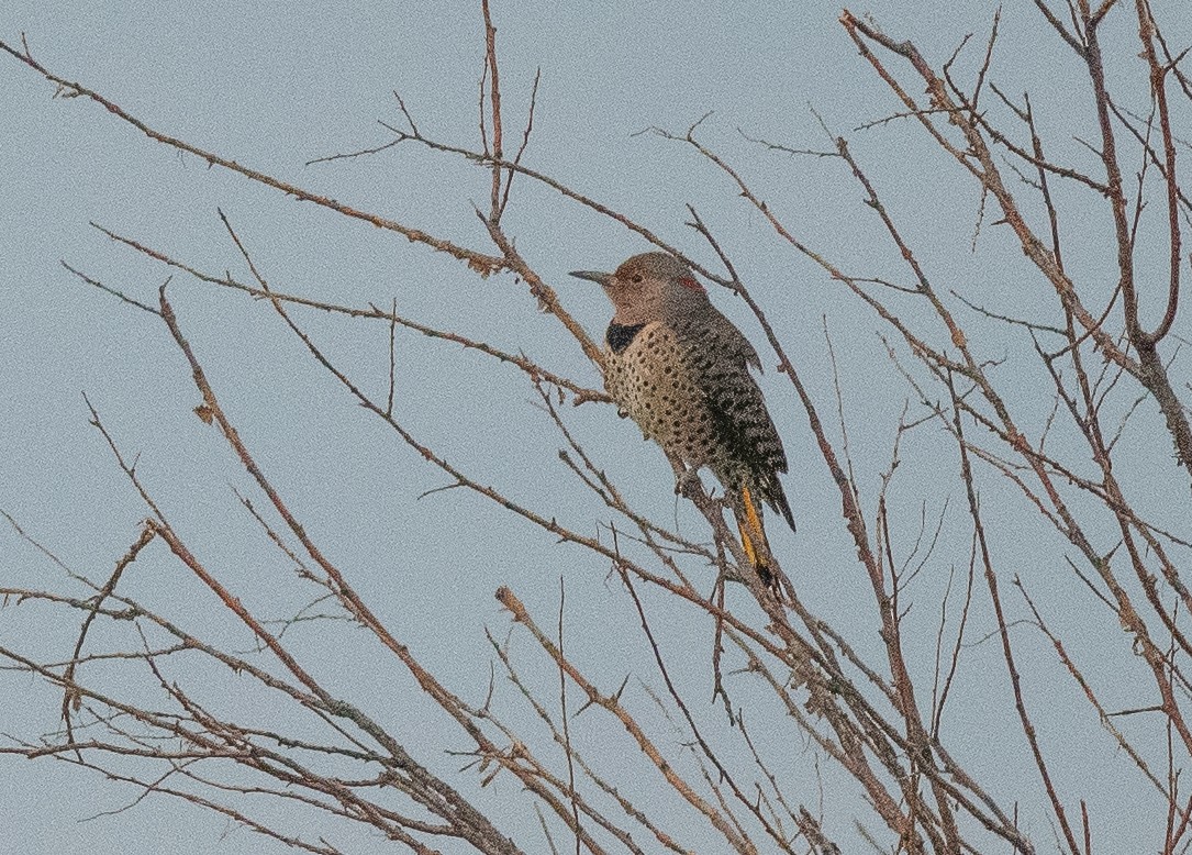 Northern Flicker (Yellow-shafted) - ML643230035