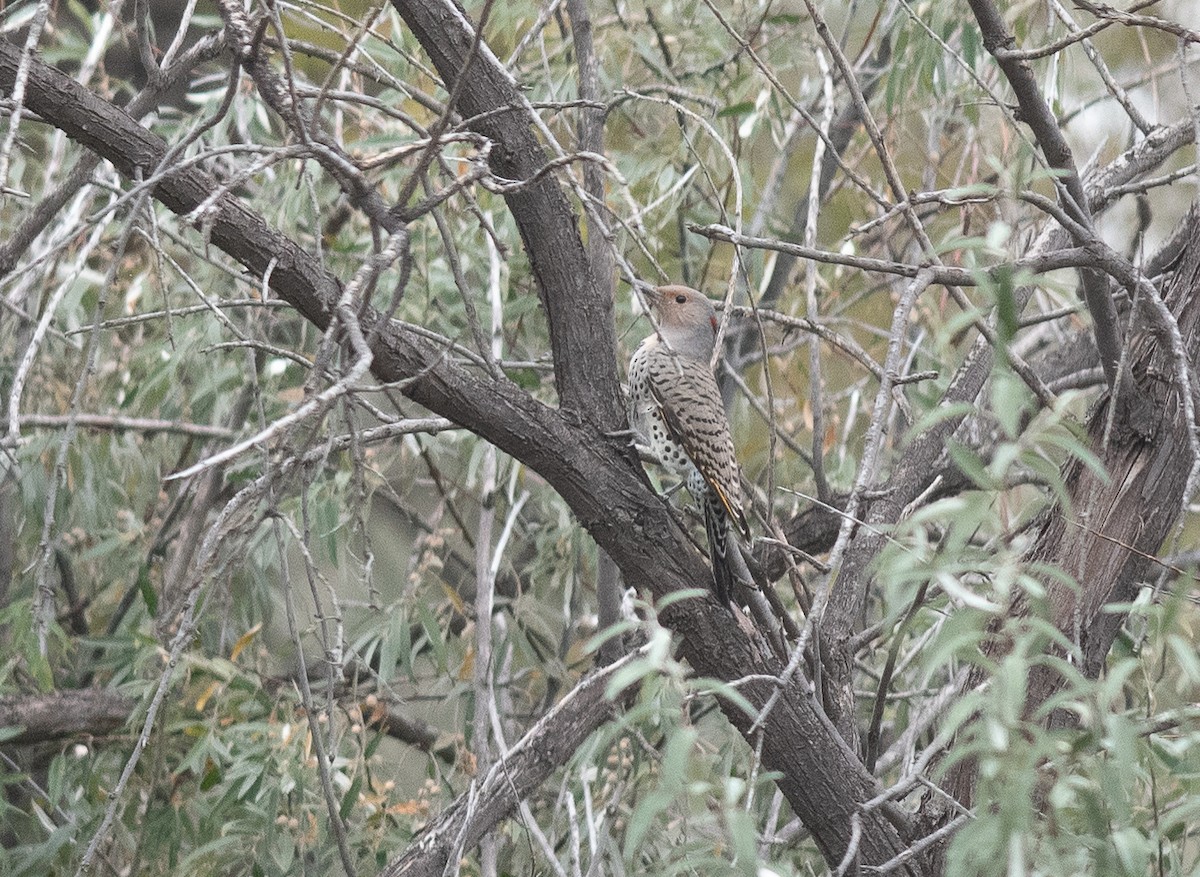 Northern Flicker (Yellow-shafted) - ML643230036
