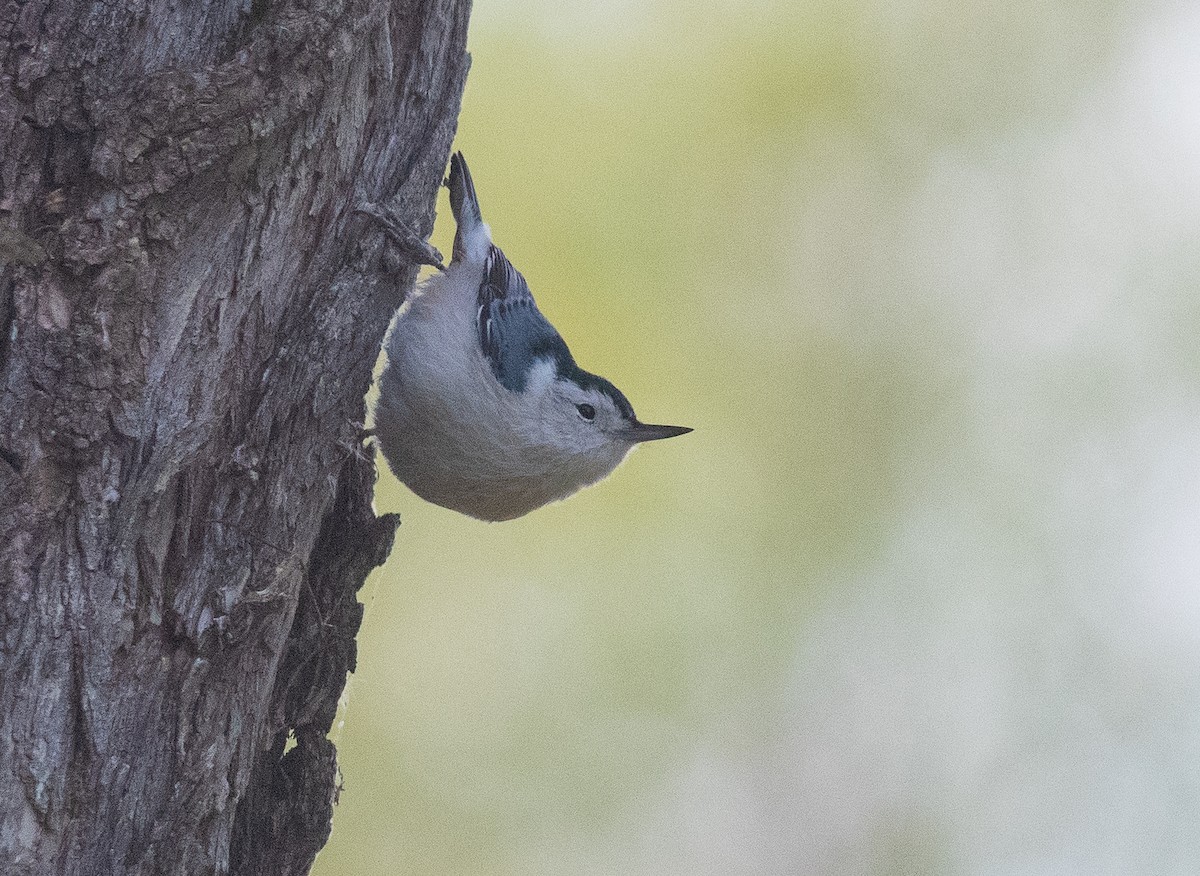 White-breasted Nuthatch (Eastern) - ML643230039