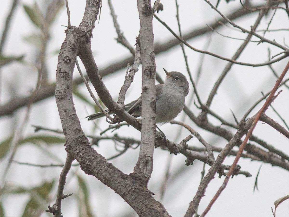 Blue-gray Gnatcatcher - ML643230045