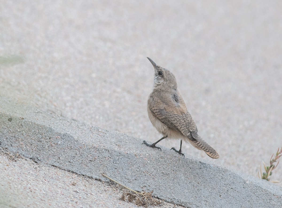 Rock Wren - ML643230048