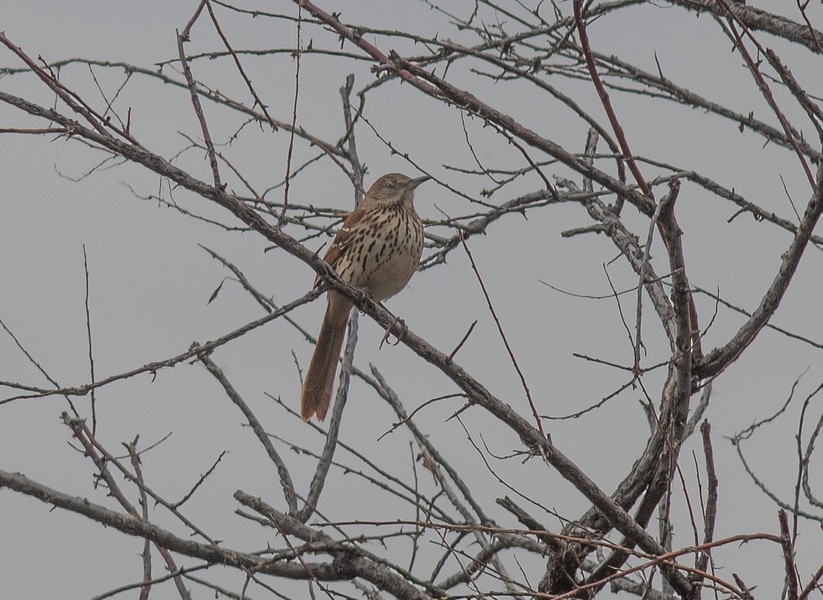 Brown Thrasher - ML643230052