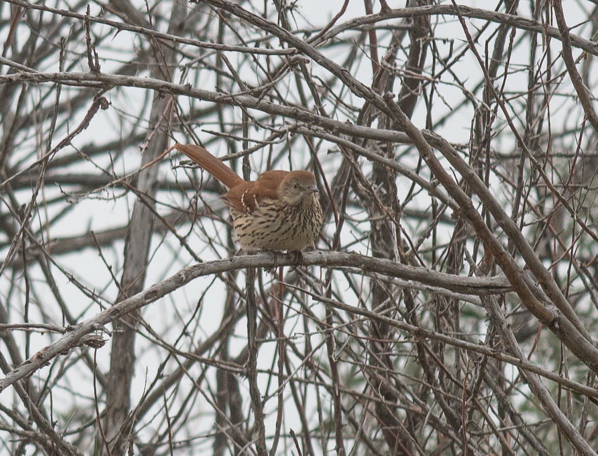 Brown Thrasher - ML643230053
