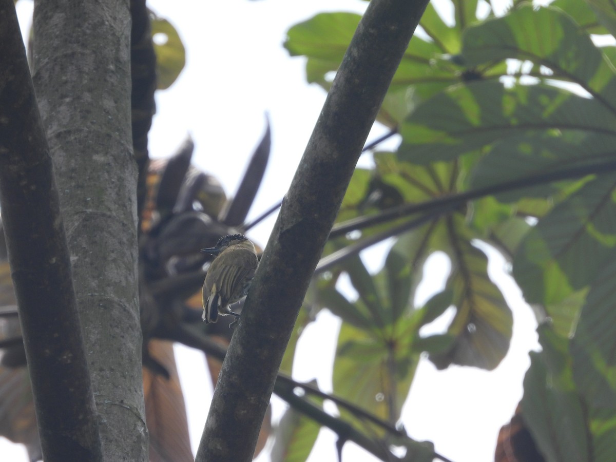 Olivaceous Piculet - ML643230055