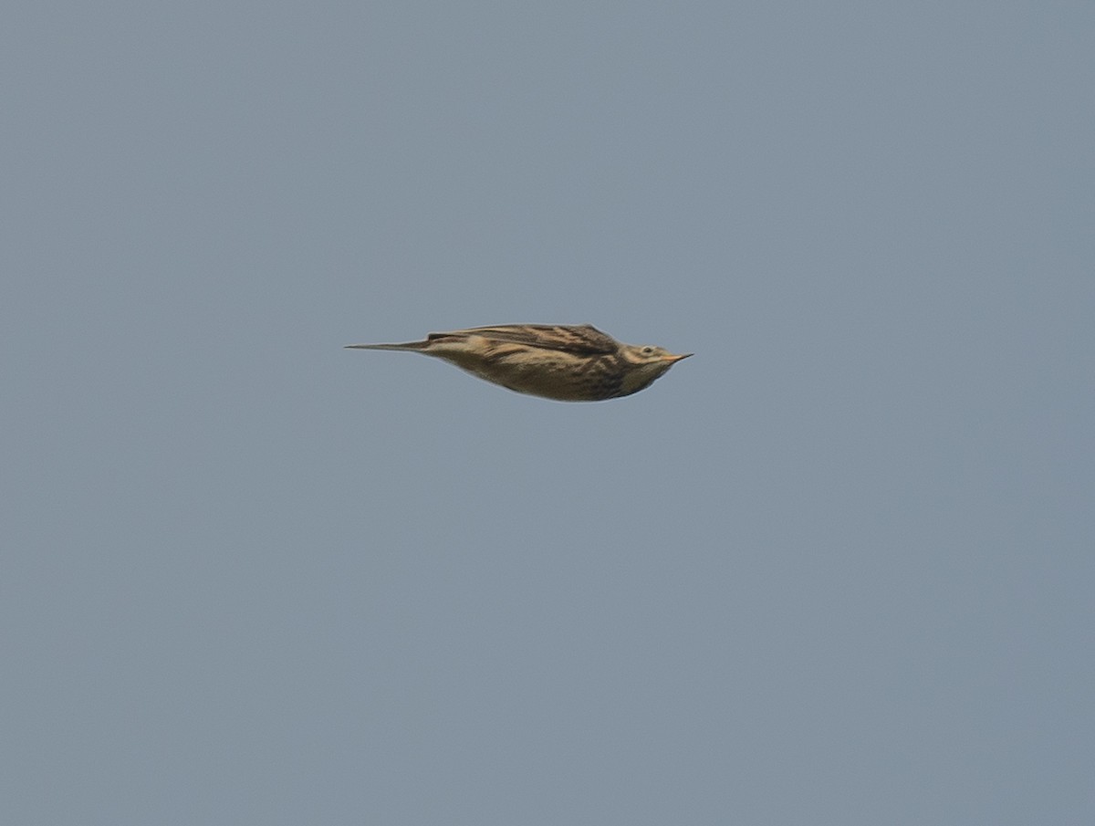 American Pipit - ML643230056