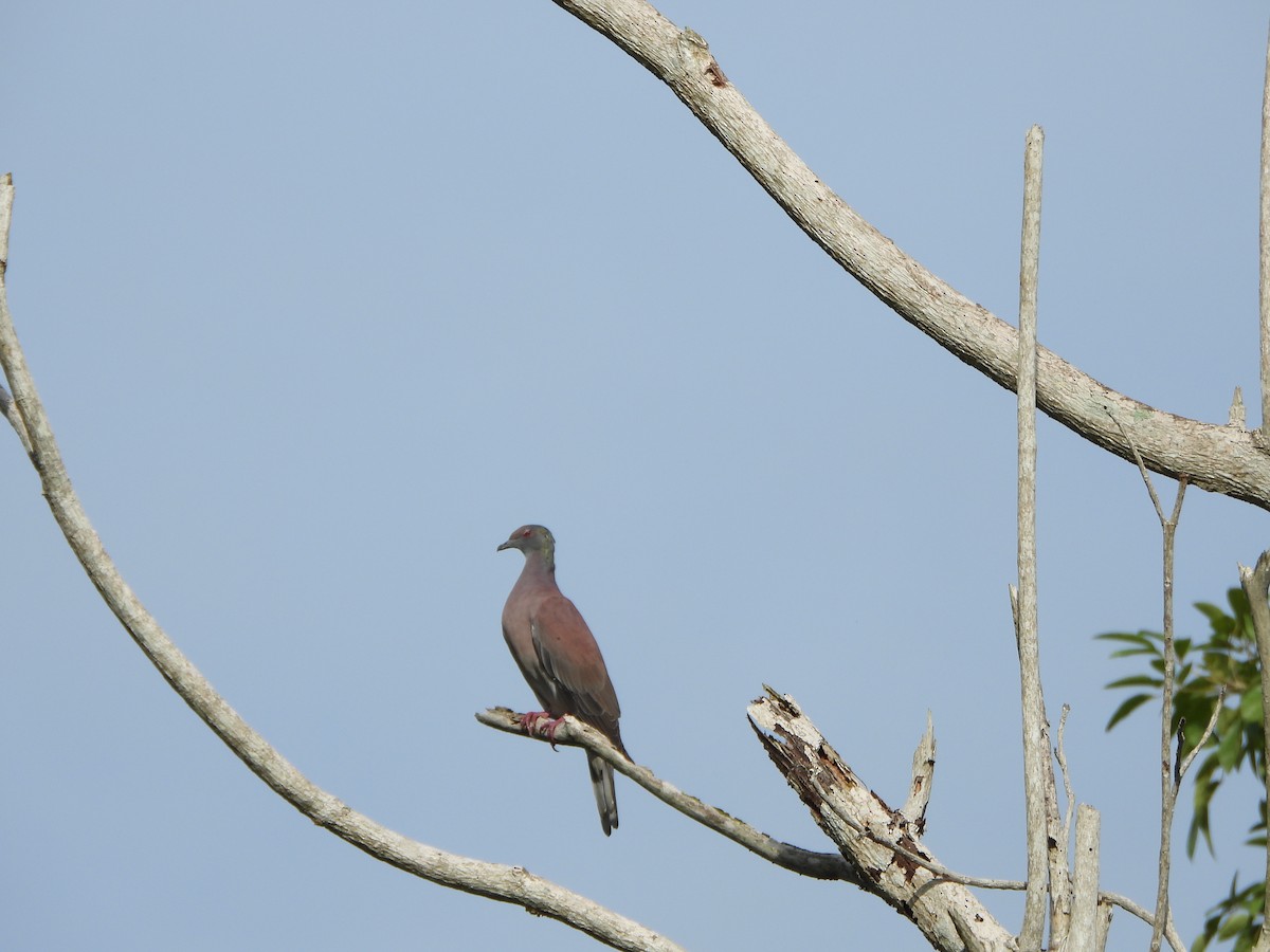 Pale-vented Pigeon - ML643230059